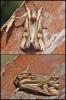 Actinotia polyodon